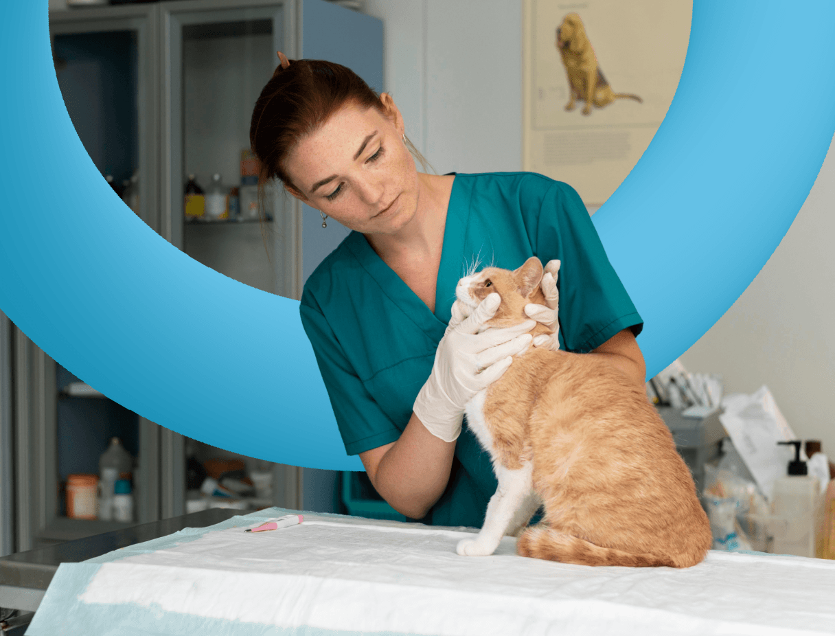 Section 6 Image Vet treating cat