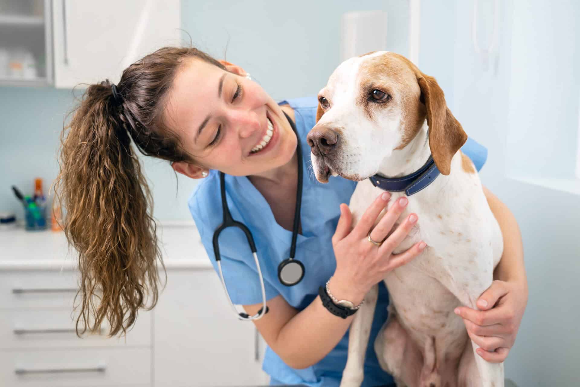 A qualified veterinary nurse treating a patient