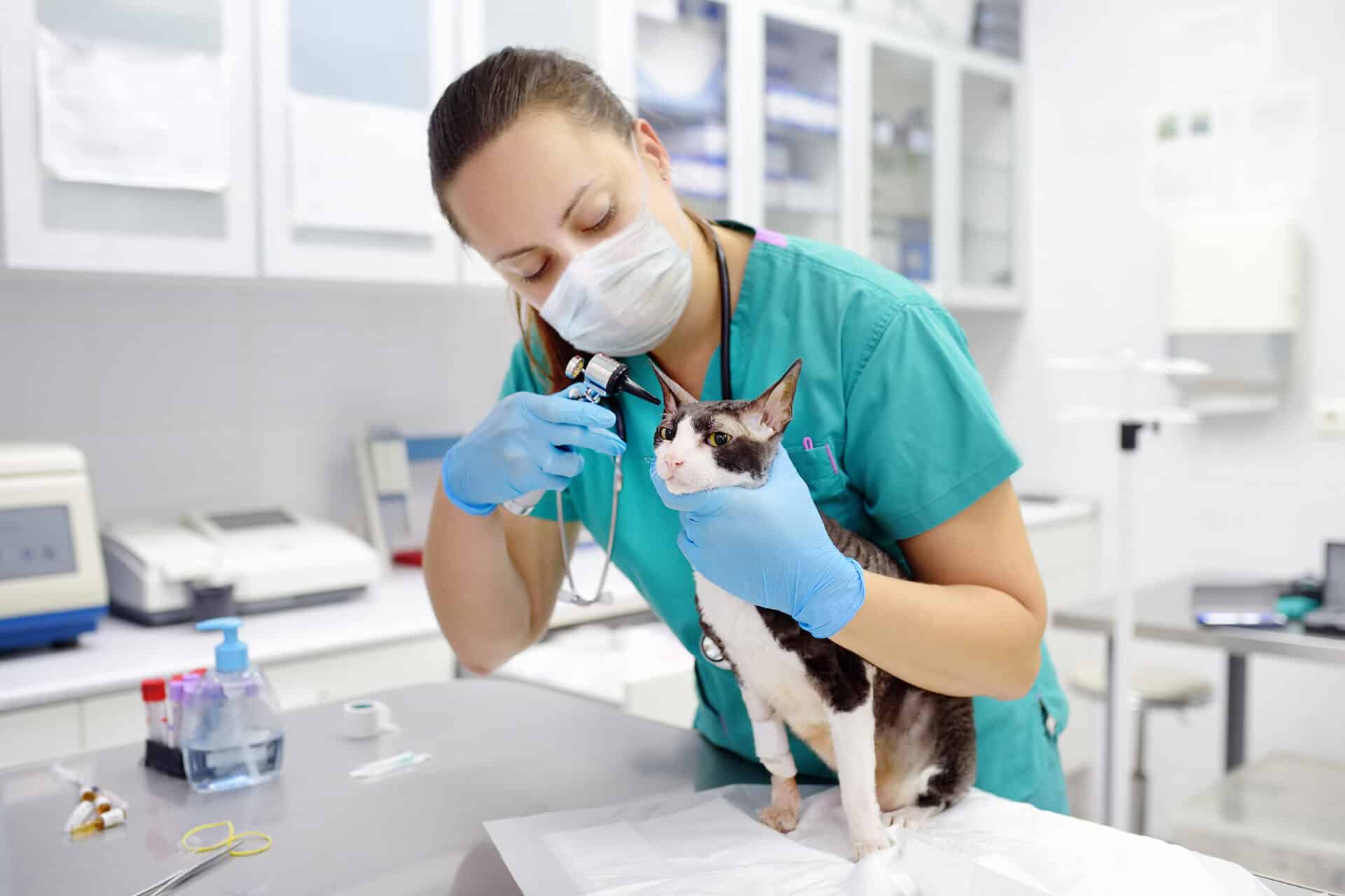 A veterinary nurse demonstrates their roles and responsibilities