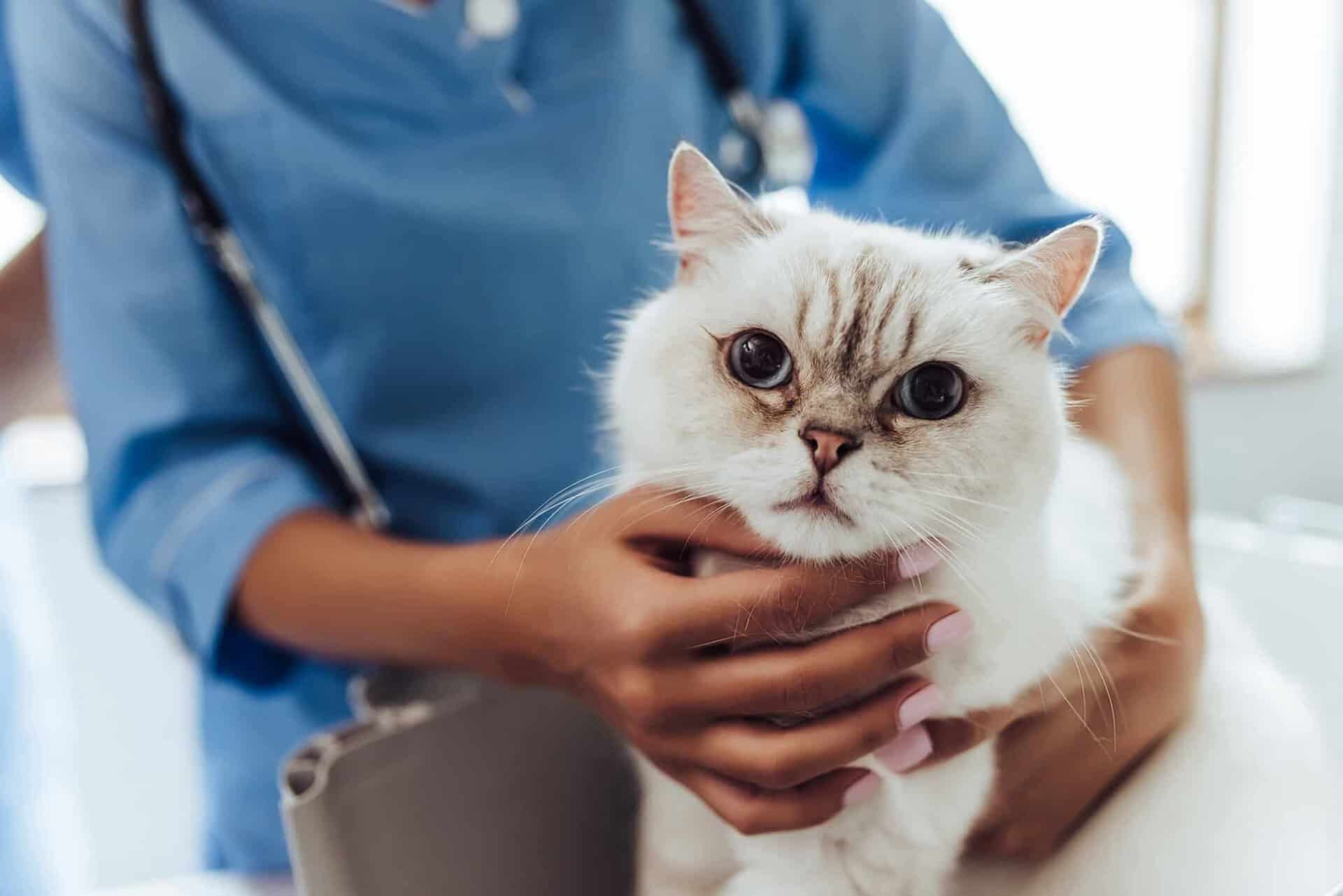 A young animal care assistant holding a cat