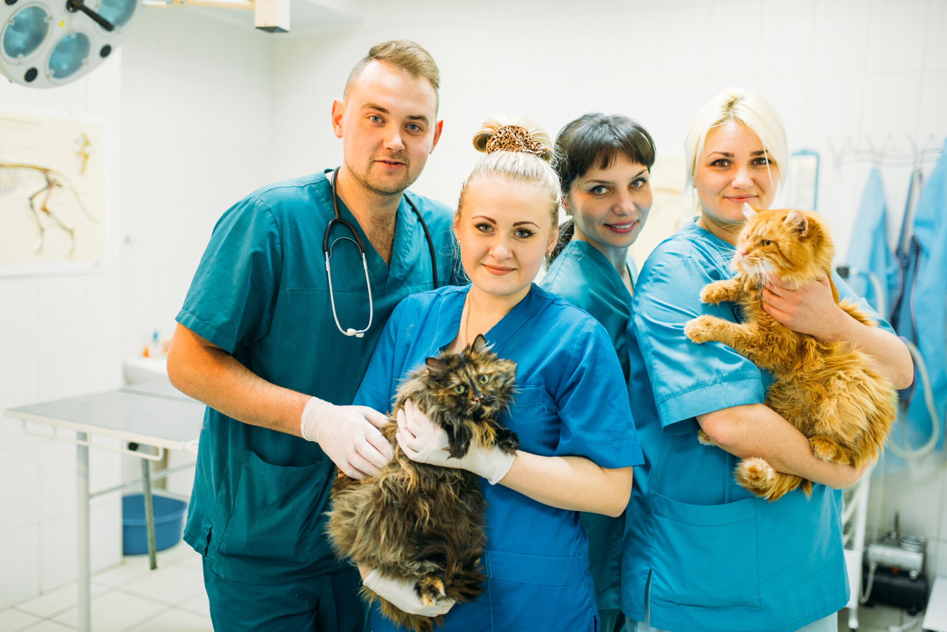 Veterinarians,Poses,With,Cats,,Veterinary,Clinic