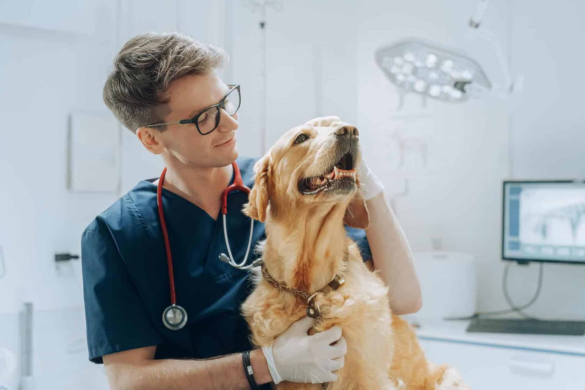 Young male veterinary nurse treating a Labrador