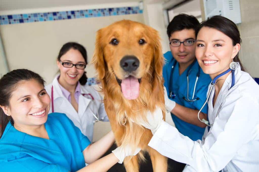 A team of veterinary professionals gathered around a Retriever