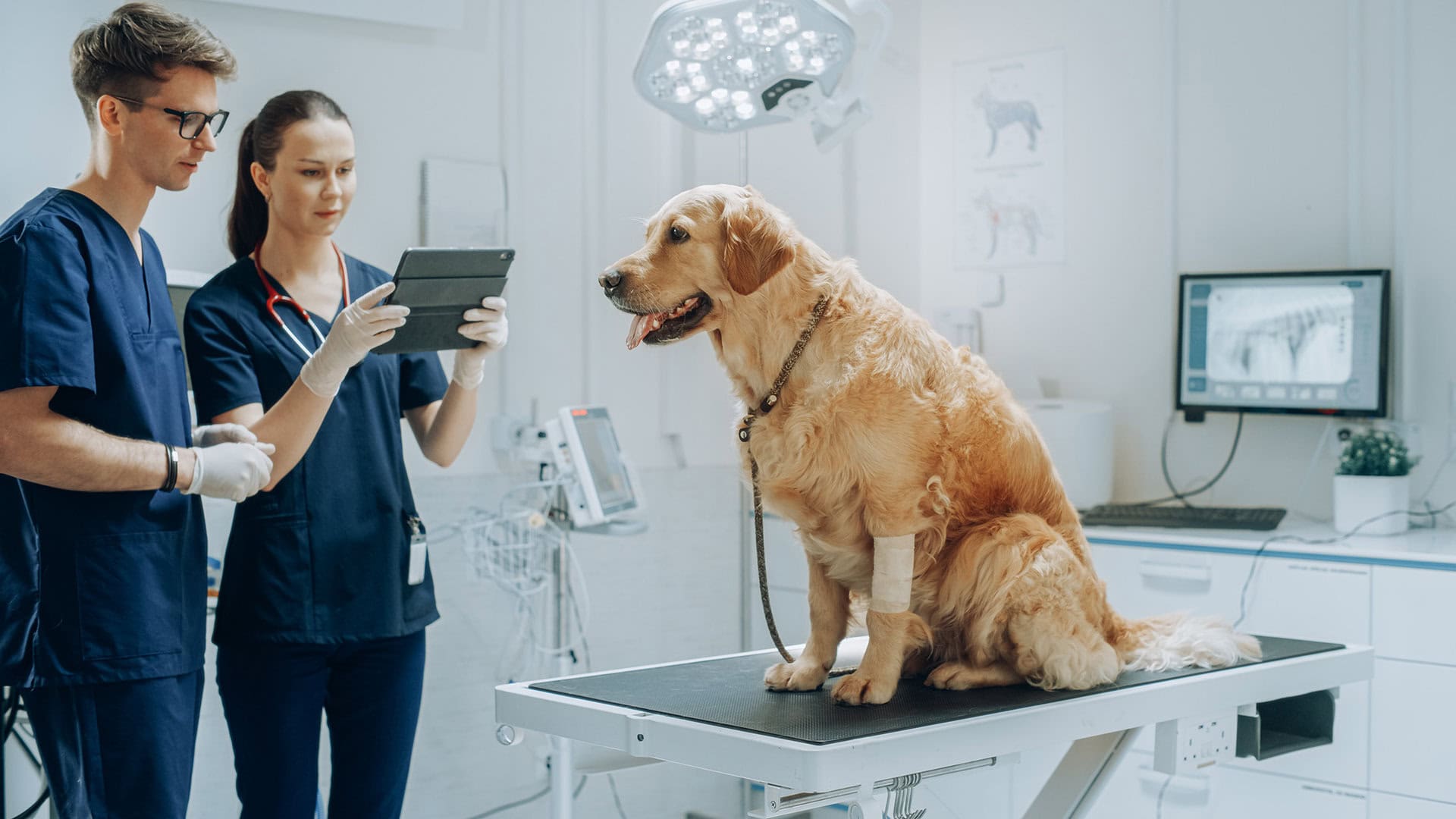 Veterinary practice asset management software