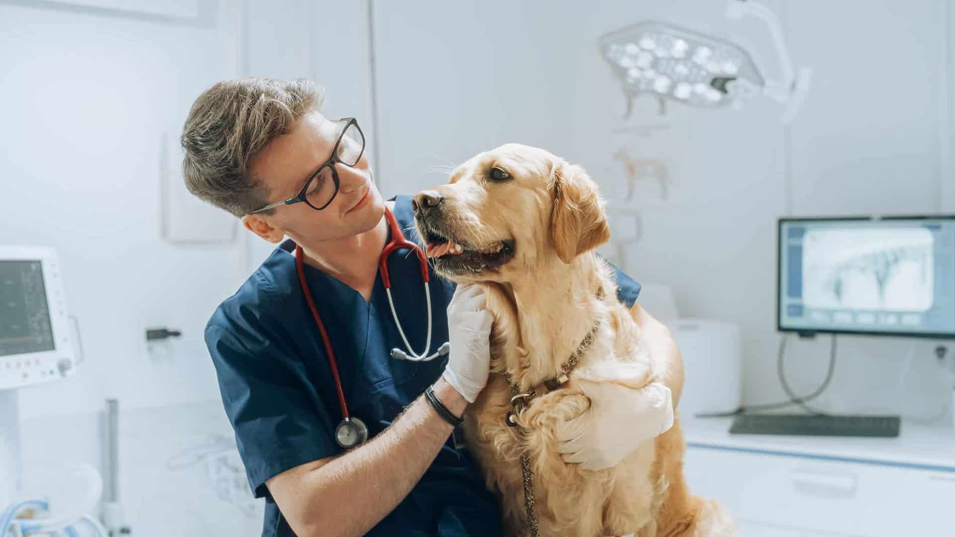 a veterinary surgeon puts skills into practice whilst examining a dog