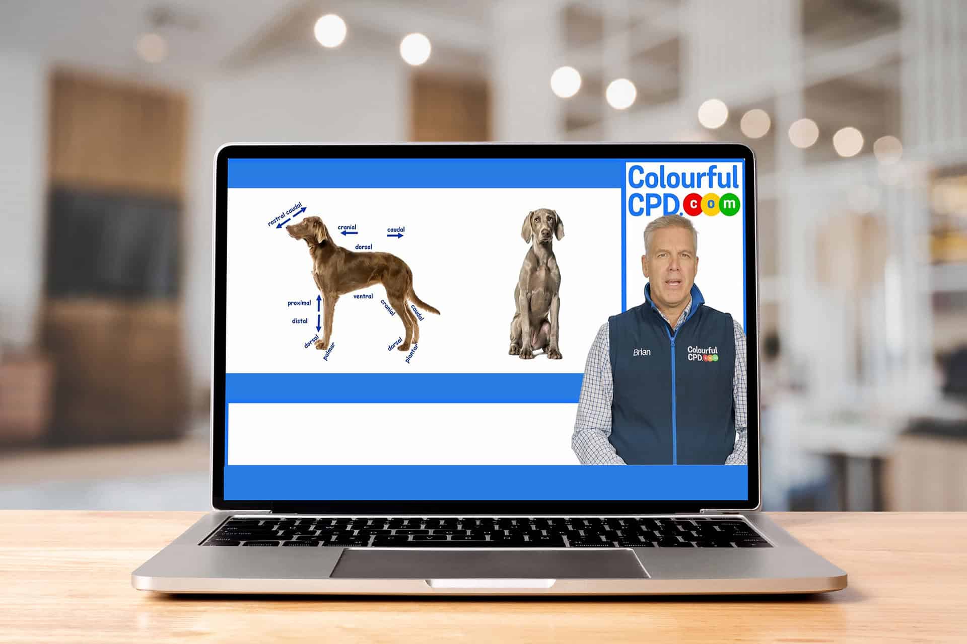 iLearn Veterinary screenshot. Watch a demo.